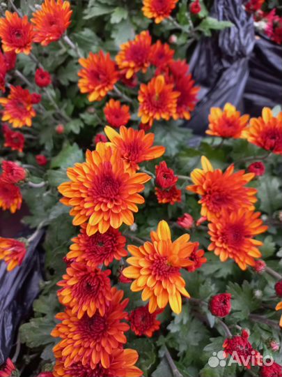 Хризантема шаровидная