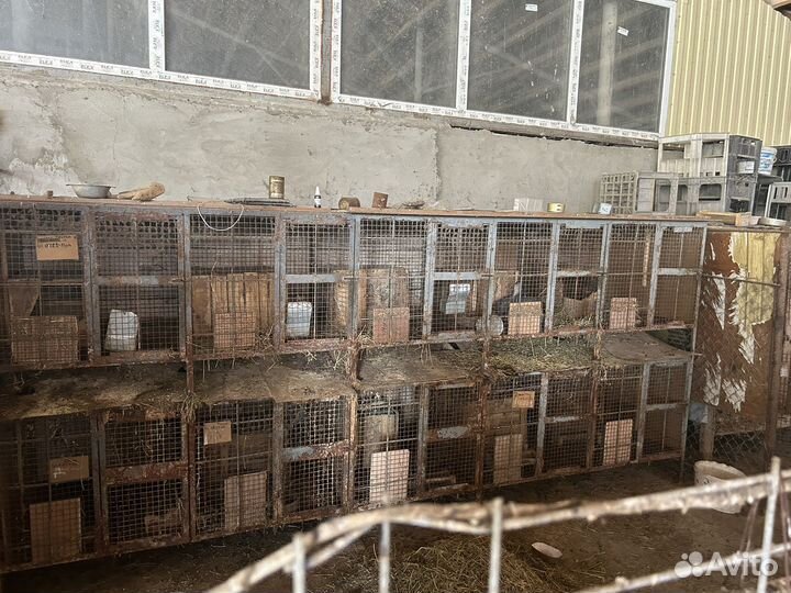 Клетки для кроликов