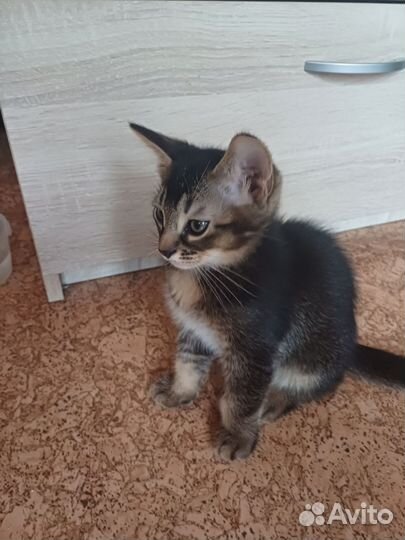 Абиссинская кошка