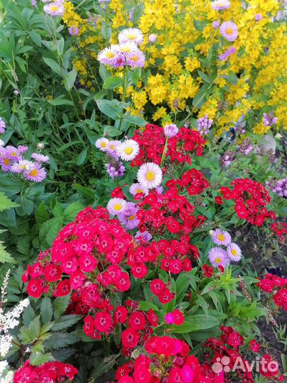 Многолетние садовые цветы