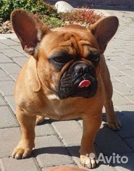 Вязка французский бульдог
