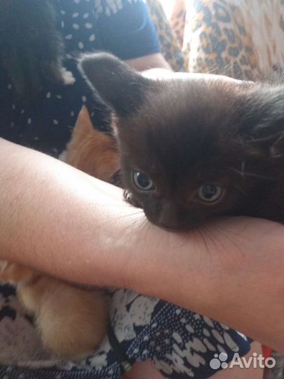 Отдам котиков и кошечек в добрые руки