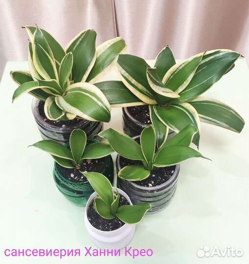 Сансевиерии коллекционные редкие