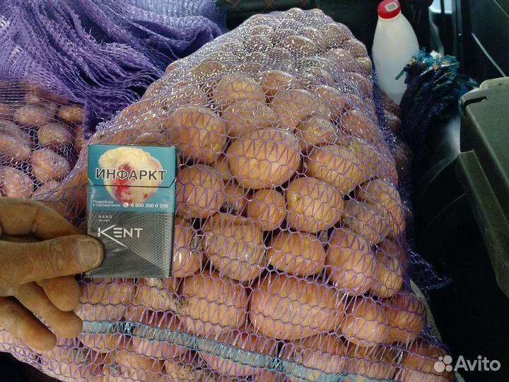 Картофель молодой оптом и в розницу