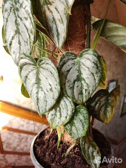 Филодендрон брандтианум