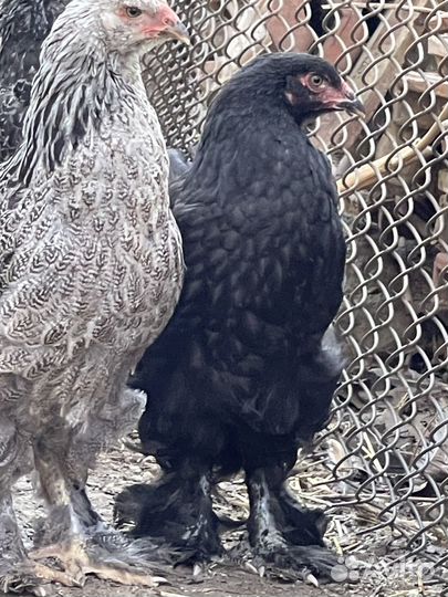 Молодые Брама