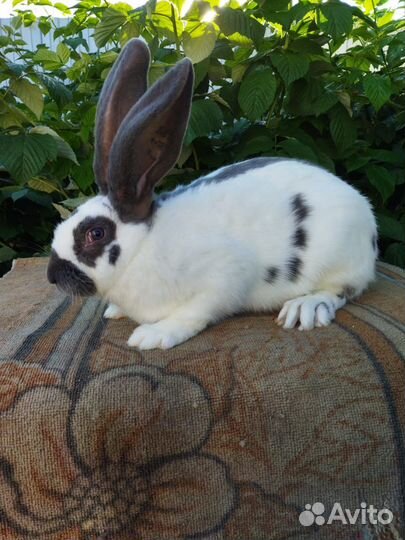 Кролик немецкий пестрый строкач