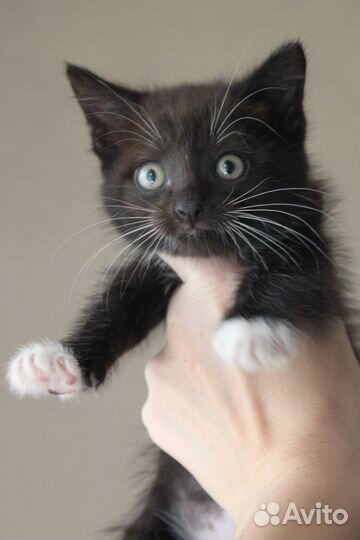 Котик Веня