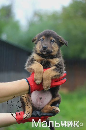 Щенки ищут дом