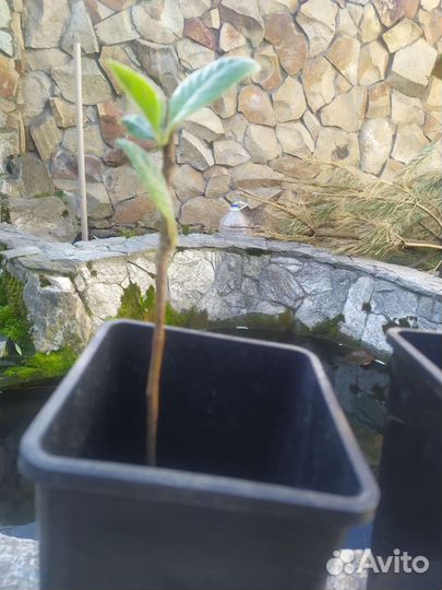 Мушмула японская