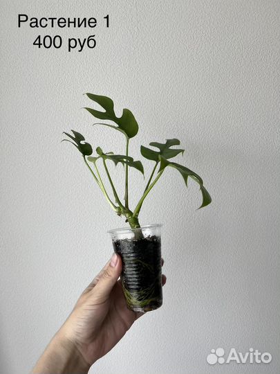 Монстера минима (рафидофора)