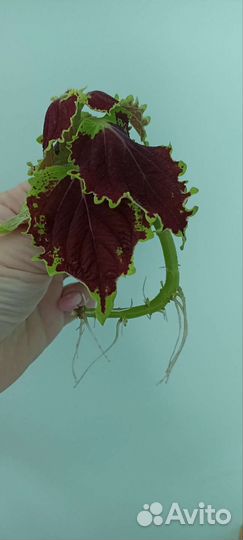 Колеус (крапивка декоративная)