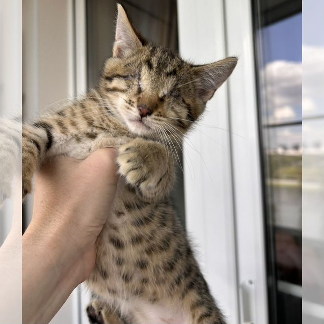 Котёнок в добрые руки