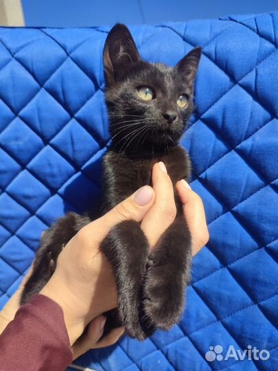 Котенок мальчик ищет дом