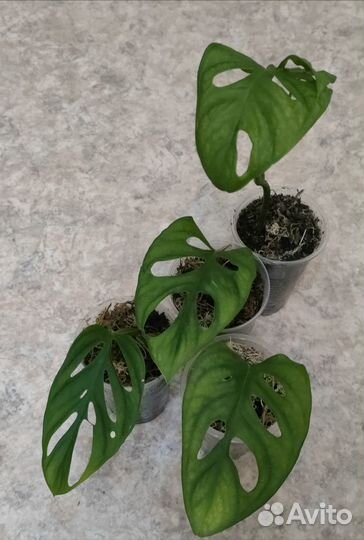 Монстера манки маск