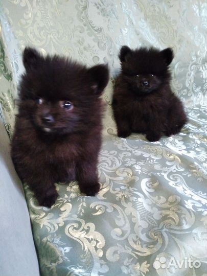 Щенки шпица мини