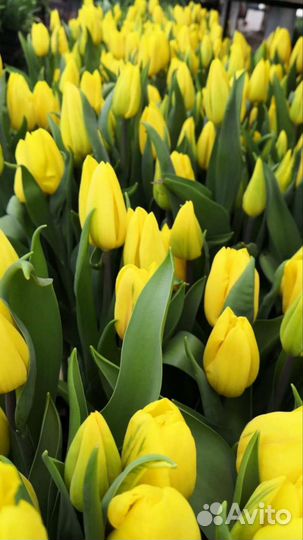 Тюльпаны оптом