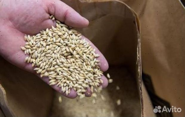 Пшеница, овес, ячмень