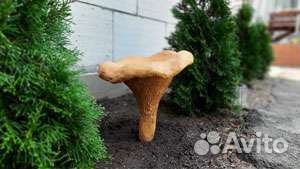 Грибы лисички из цемента