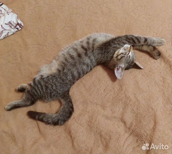 Котенок мальчик 5-6 мес
