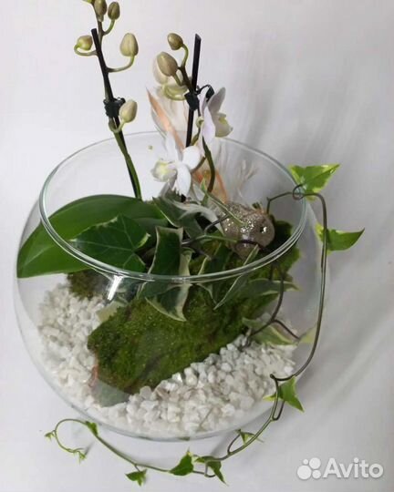 Флорариум суккуленты