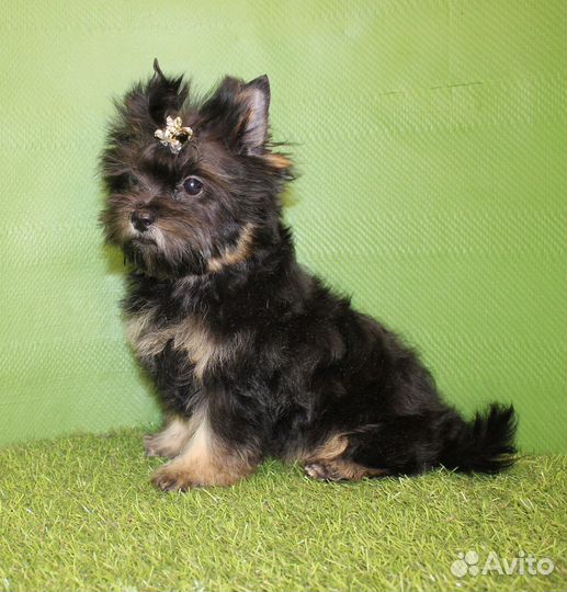 Щенки Йоркширского-терьера из рук заводчика