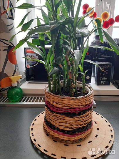 Дендробиум