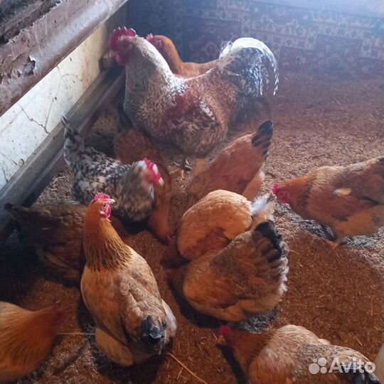 Инкубационное яйцо