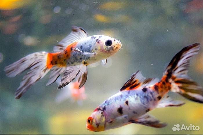 Кометы,золотые рыбки.Карпы кои.Рыба для пруда