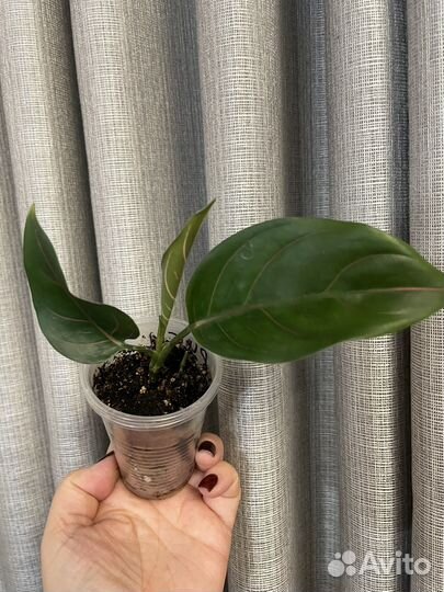 Аглаонема Сиам Руби