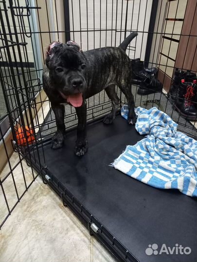 Щенки кане Корсо