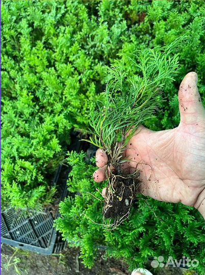 Саженцы туи Смарагд опт