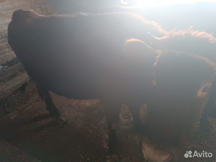 Продажа крс