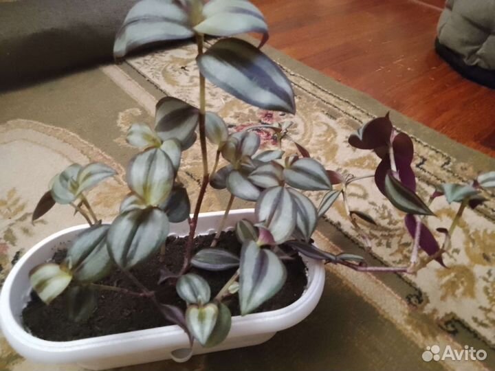 Комнатные цветы