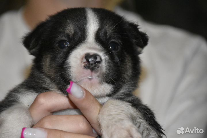 Щенки в дар