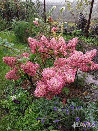 Гортензия метельчатая