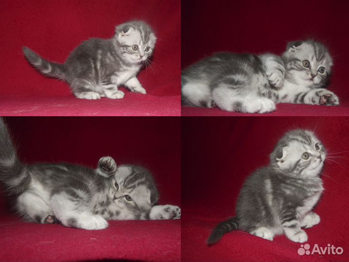 Шотландские котята