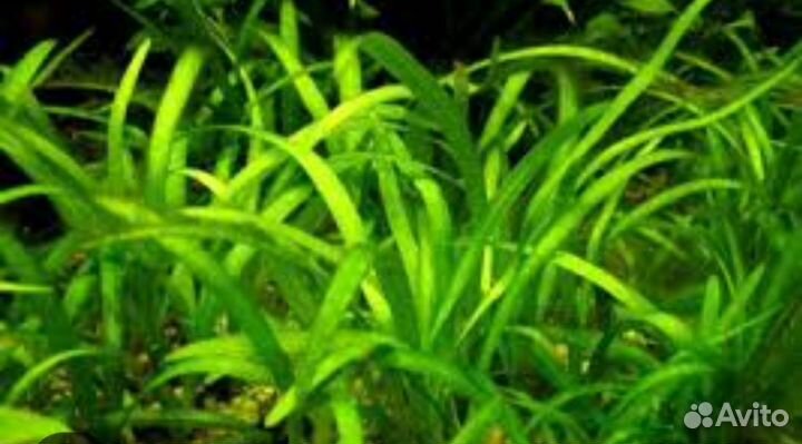Аквариумное растение сагитария