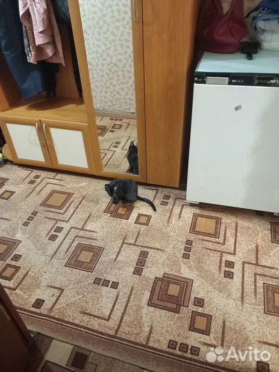 Котенок