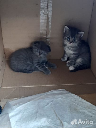 Котятки
