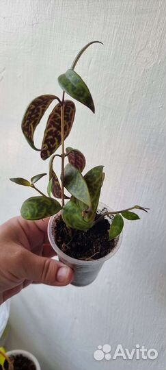 Эсхинантус мраморный