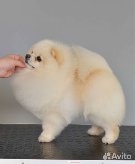 Жених померанец Чемпион РФ