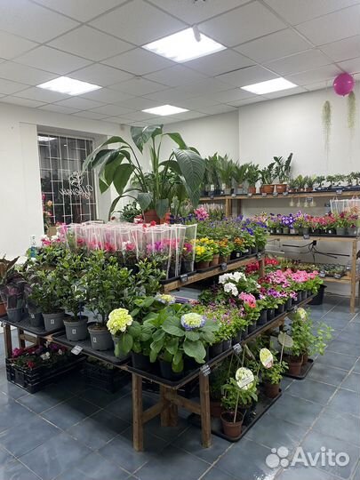 Магазин комнатных растений цветочный магазин