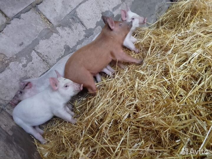 Поросята Дюрок + Кб