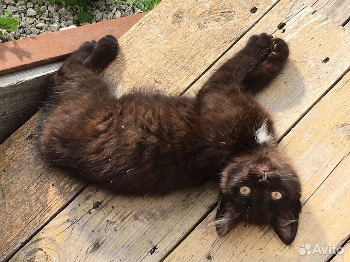 Кошки бесплатно