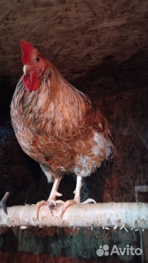 Куры Кохинхин и Петька