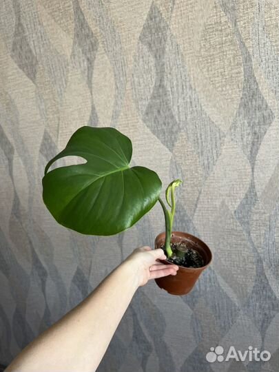 Монстера, фикус