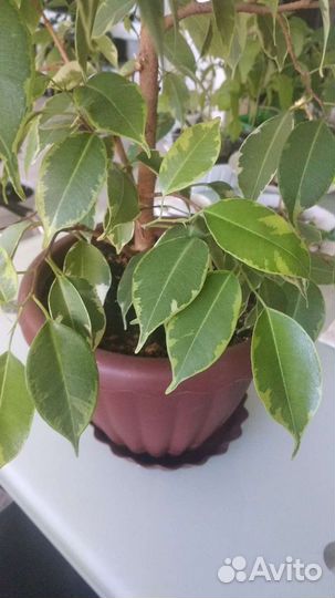 Фикусы разных сортов