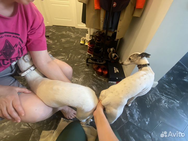 Инструктор по вязке собак Москва и мо,выезд на дом