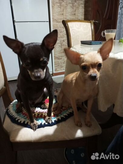 Мини той-терьер